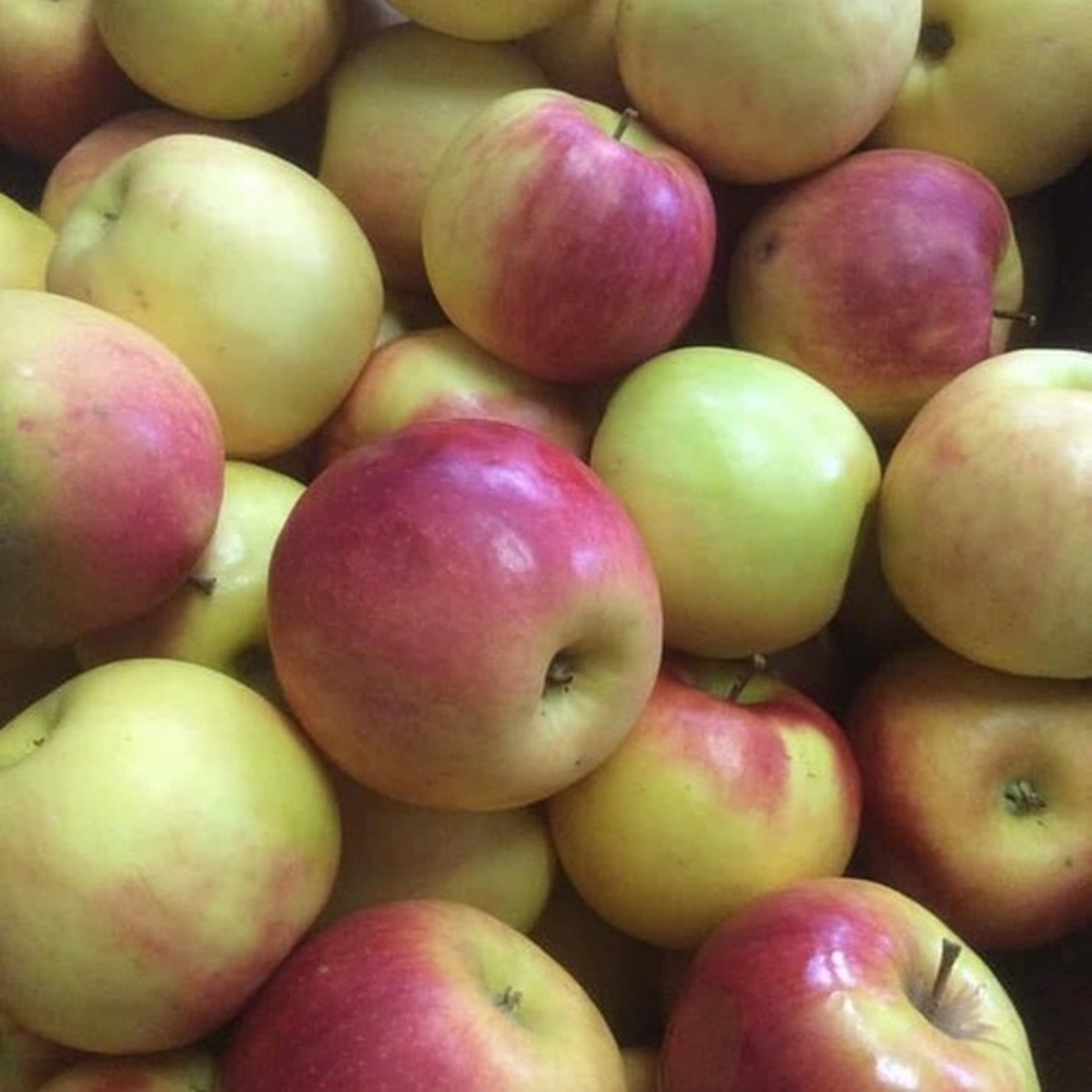 Lower Valley Farmers' Market Oct 26, 2024